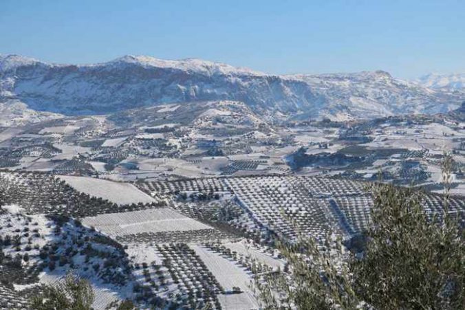 Douloufakis Cretan Winery vineyard under snow