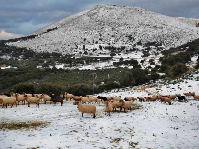 Sheep grazing in snow on Kefalonia island