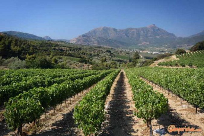 Vineyards in the Nemea region of the Peloponnese