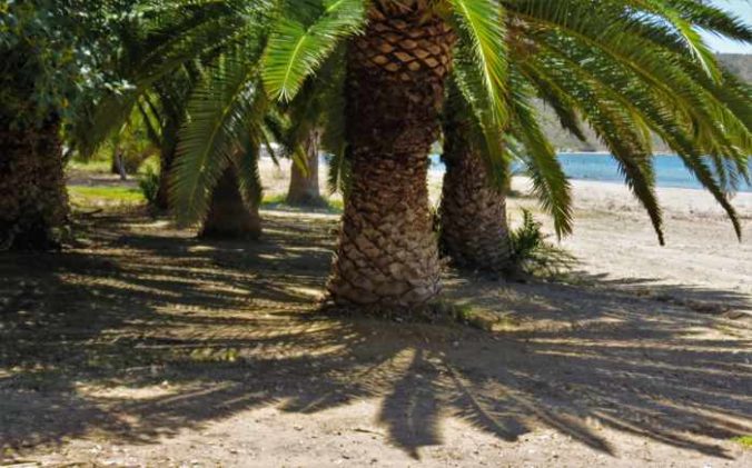 palm trees on Karathona beach