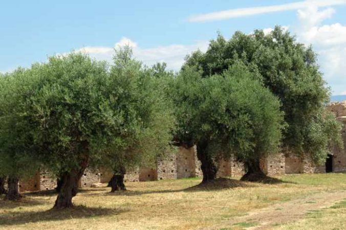 Olive trees at Androusa Castle