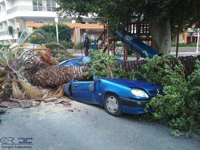 Toppled tree in Rhodes Town