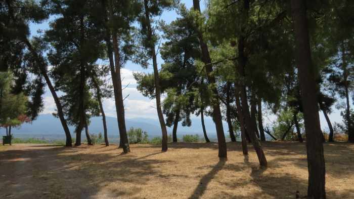 Pine trees at Androusa Castle