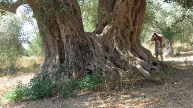 an old olive tree near Romanos