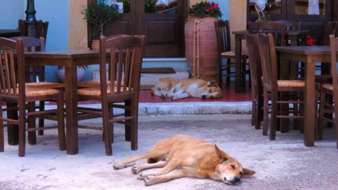 dogs in Kyparissia