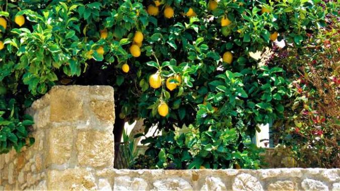 lemon tree in Kyparissia