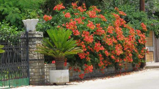 Greece, Greek island, Poros island, Saronic island, Poros, Poros Greece, vines, flowers