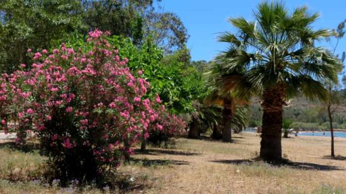 Greece, Peloponnese, Nafplio, Karathona, Karathona beach, beach, trees,