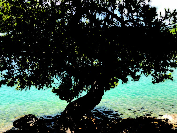 Greece, Greek island, Saronic island, Poros, Poros Greece, Poros island, tree, pine tree, seaside, coast,