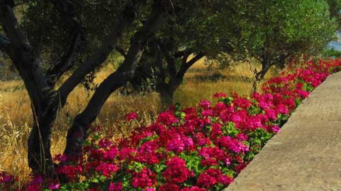 Greece, Greek Islands, Cyclades, Siros, Syros, Syros island, trees, plants, flowers, geraniums,