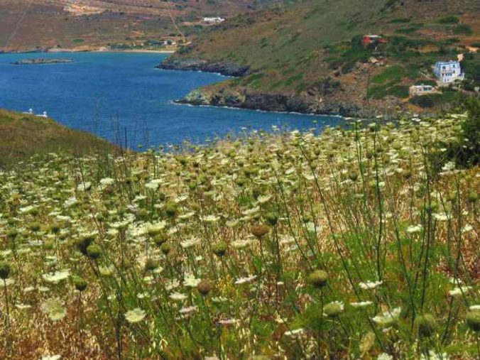 Greece, Greek Islands, Cyclades, Siros, Syros, Syros island, countryside, field, wildflowers, Queen Annes Lace, plants