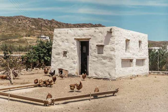 Rizes Folklore Farmstead Mykonos website photo of chickens and the chicken coop