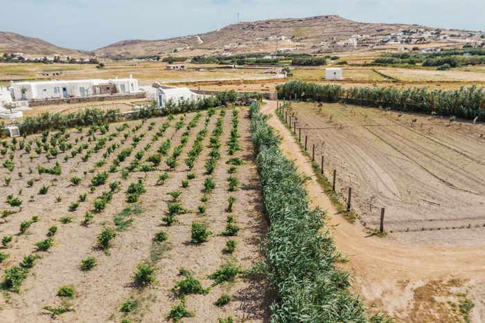 Rizes Folklore Farmstead Mykonos website photo of its vineyard and vegetable gardens