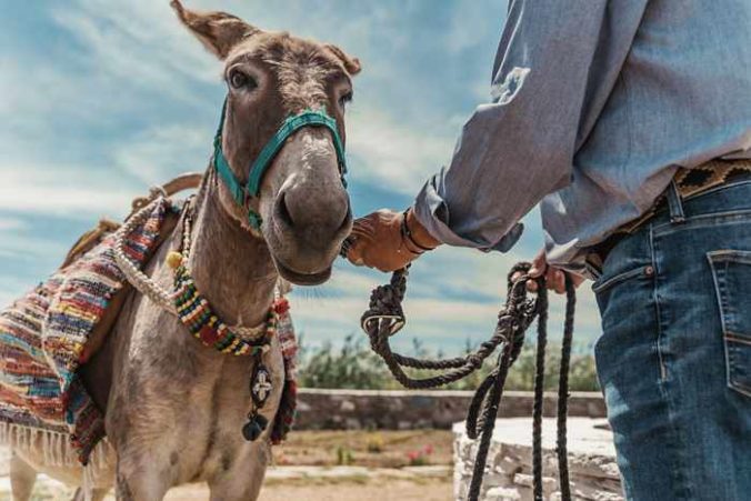 Rizes Folklore Farmstead Mykonos website photo of one of the farms donkeys