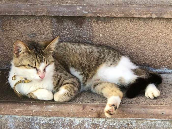 a cat relaxing on steps at Fuga Wine Bar in Molyvos town on Lesvos island