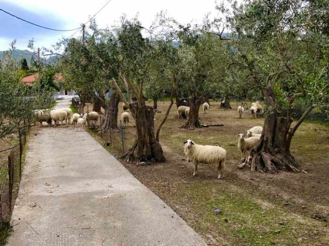 Sheep in an olive tree grove at Molyvos on Lesvos island