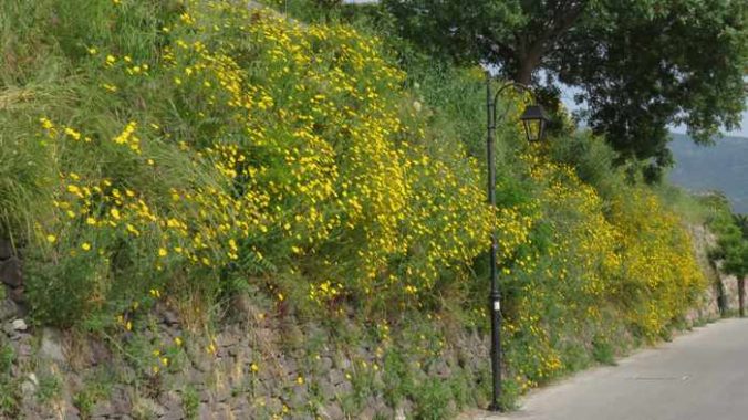 spring flowers along the main street in Molyvos on Lesvos island