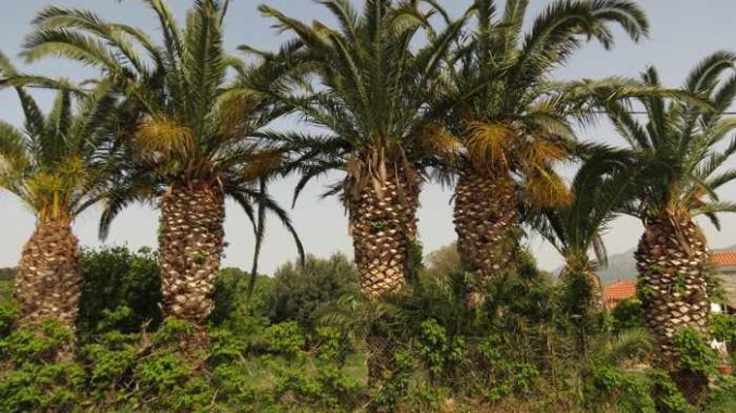 palm trees along the main road in Molyvos on Lesvos island