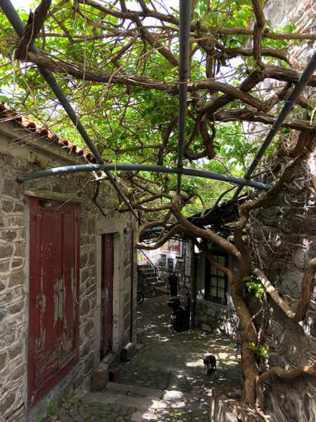 wisteria vines above a lane in the old market of Molyvos on Lesvos island