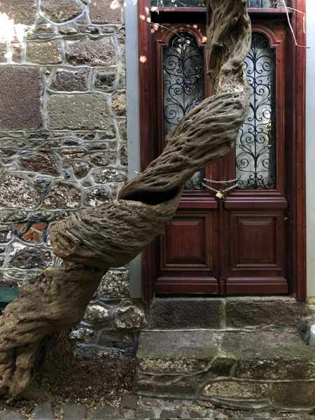 twisted trunk of a wisteria vine in Molyvos on Lesvos island