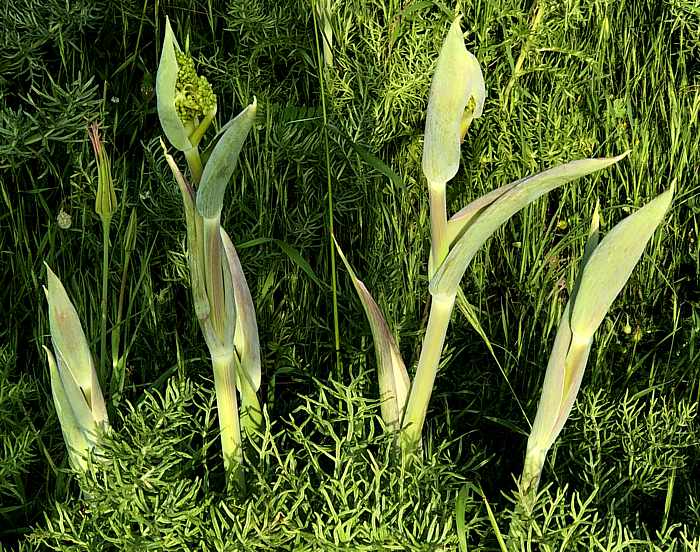 plants in a field in Molyvos on Lesvos island