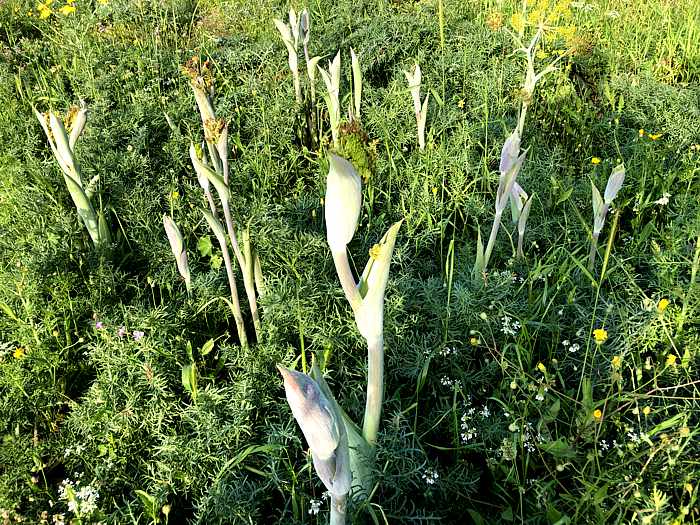 plants in a field in Molyvos on Lesvos island