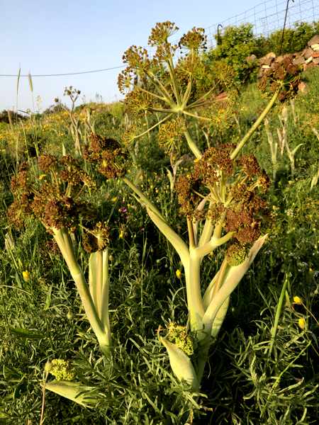 plants in a field in Molyvos on Lesvos island