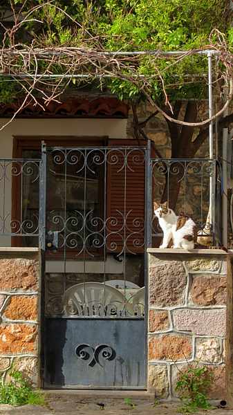 a cat sitting outside a house in Molyvos on Lesvos island