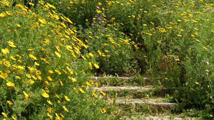 spring flowers on the steps to the Castle of Molyvos on Lesvos island