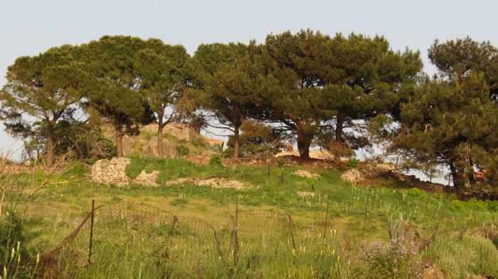 a line of trees at the edge of a field in Molyvos on Lesvos island