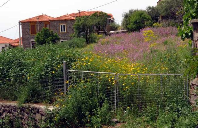 spring flowers in a field in Molyvos town on Lesvos island