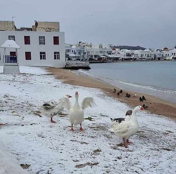 Geese pigeons and snow on Agia Anna beach at Mykonos Town