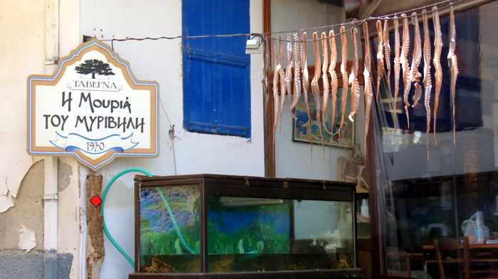 Octopus hanging at Mouria Tou Mirivili taverna at Skala Sykaminias