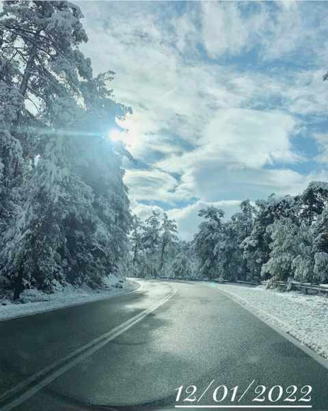 Snow covered trees on Thassos island