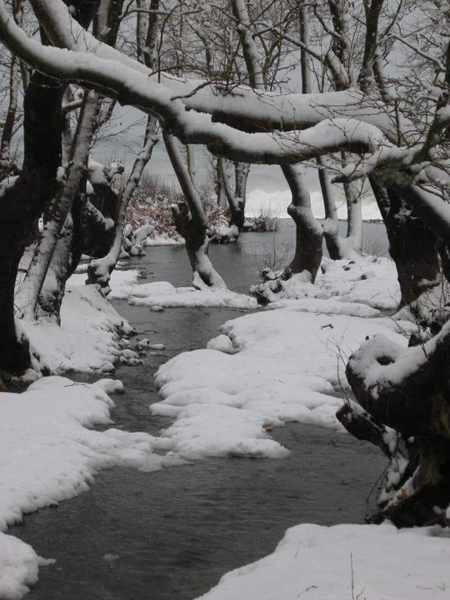 Snow covered trees on Samothraki island