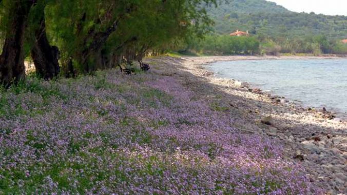 wildflowers on the coast at Skala Sykaminias on Lesvos