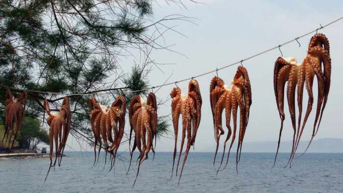 octopus drying on a line at Skala Sykaminias on Lesvos