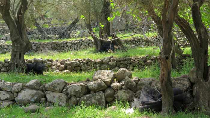 a property at Skala Sykaminias on Lesvos