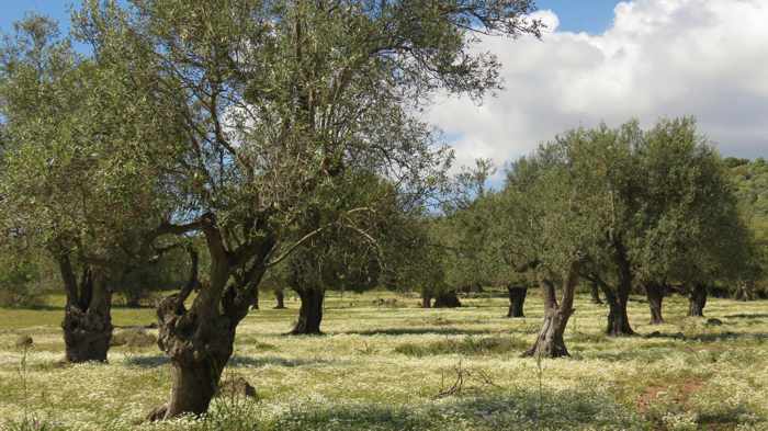 Olive tree grove near the Kremasti bridge on Lesvos