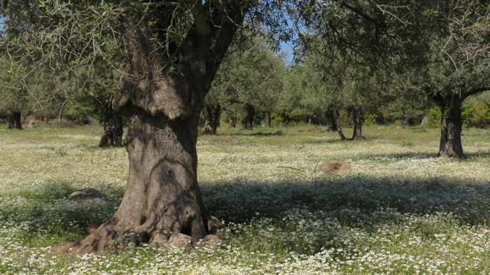 Olive tree grove near Kremasti bridge on Lesvos