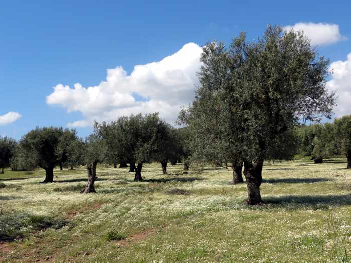 olive trees near the Kremasti bridge on Lesvos